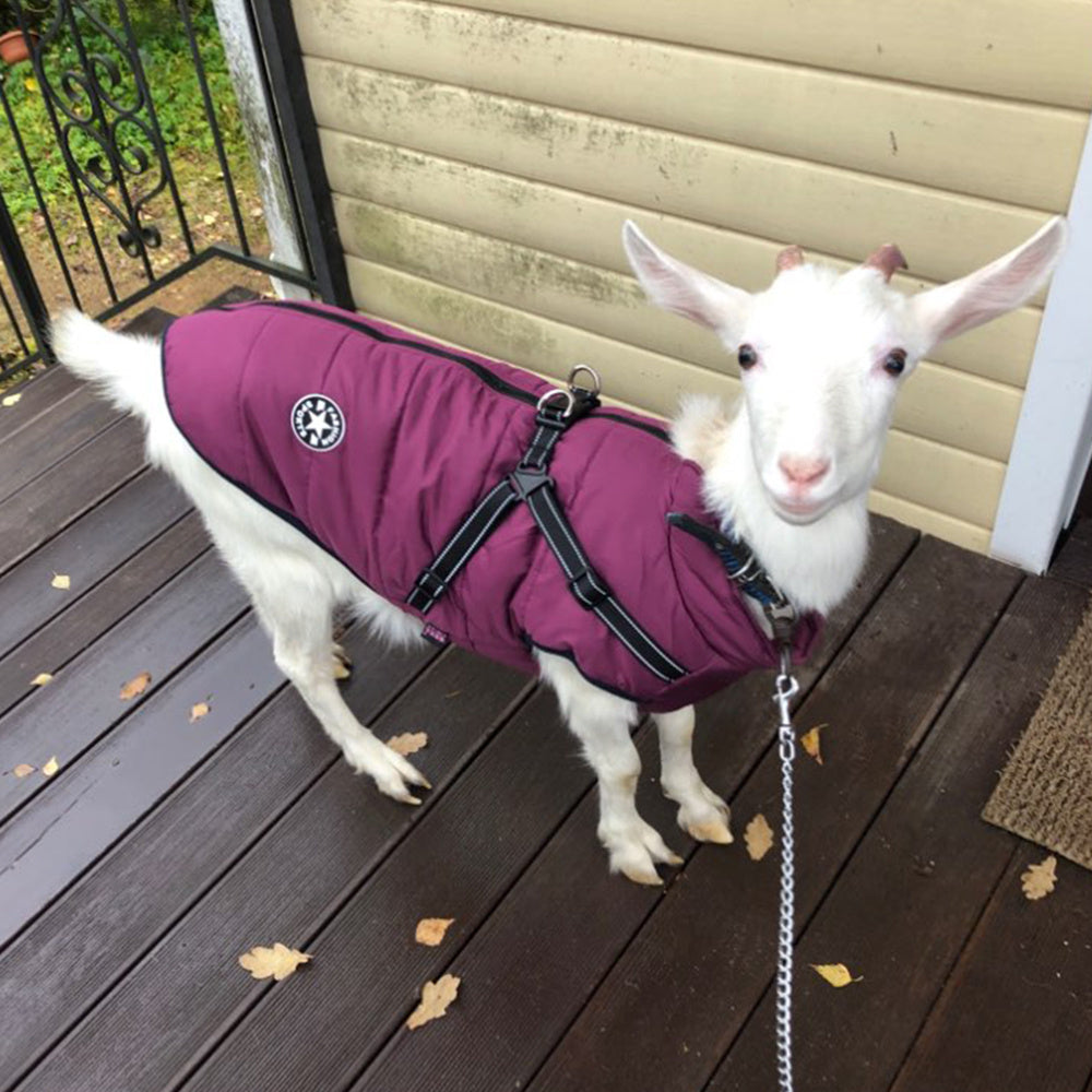 Waterproof Winter Dog Coat with Harness - Keep Your Pup Warm and Dry - Waggley Tails