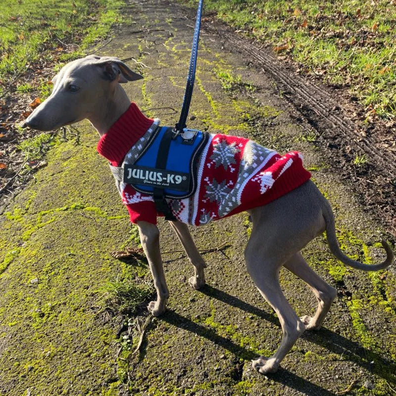 Chic and warm dog apparel for cold weather walks.