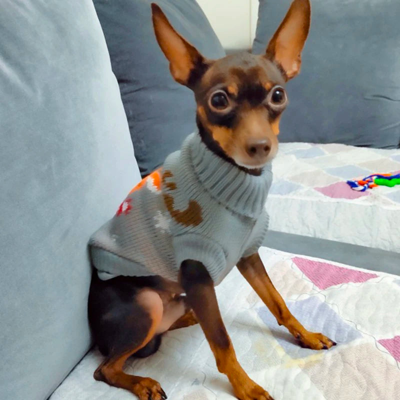 Dog lounging in a stylish wool sweater indoors.