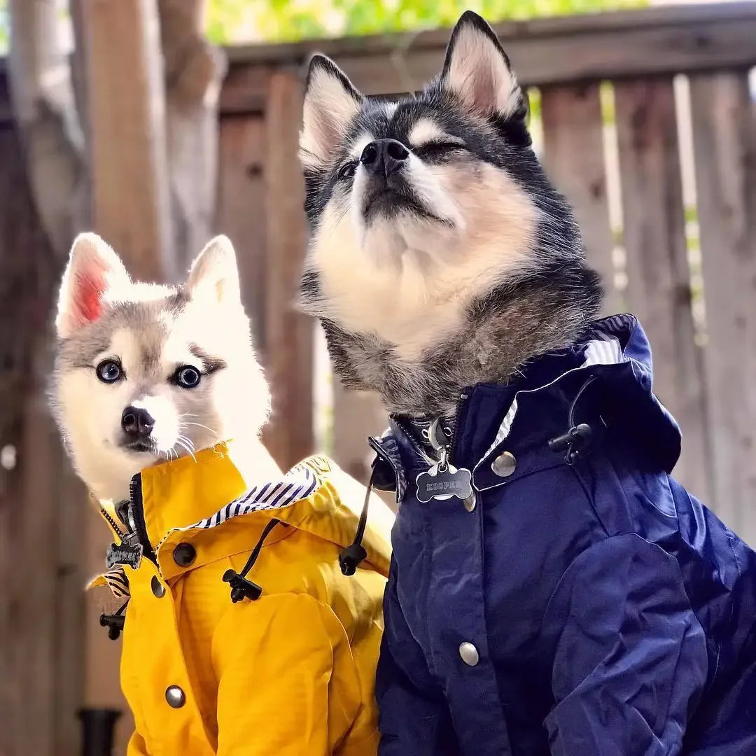Two dogs wearing colorful jackets standing outdoors.