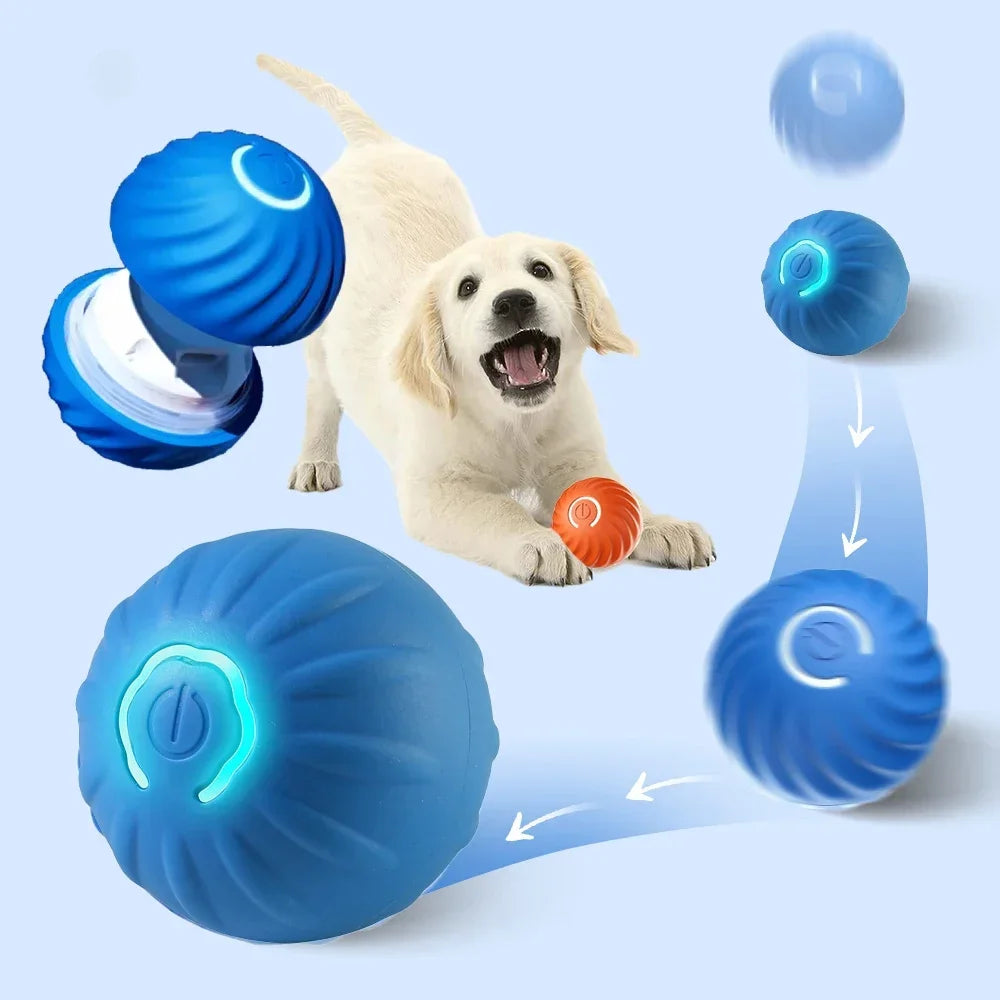 Dog playing with a blue ball toy on a light blue background