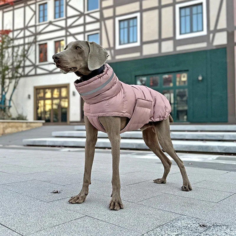 Dog wearing a pink coat standing on a paved area with a building in the background