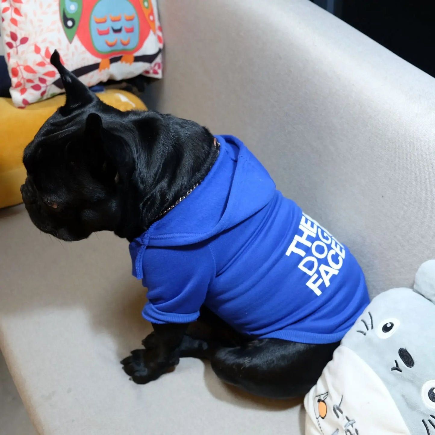 French Bulldog in a sporty and snug dog hoodie.