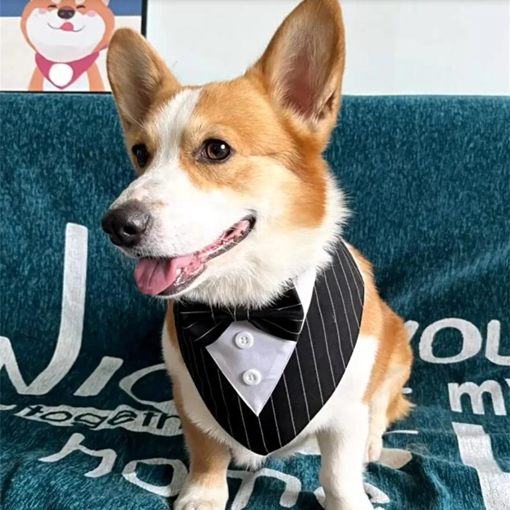 Dog wearing a black pinstripe vest with white buttons on a blue couch.