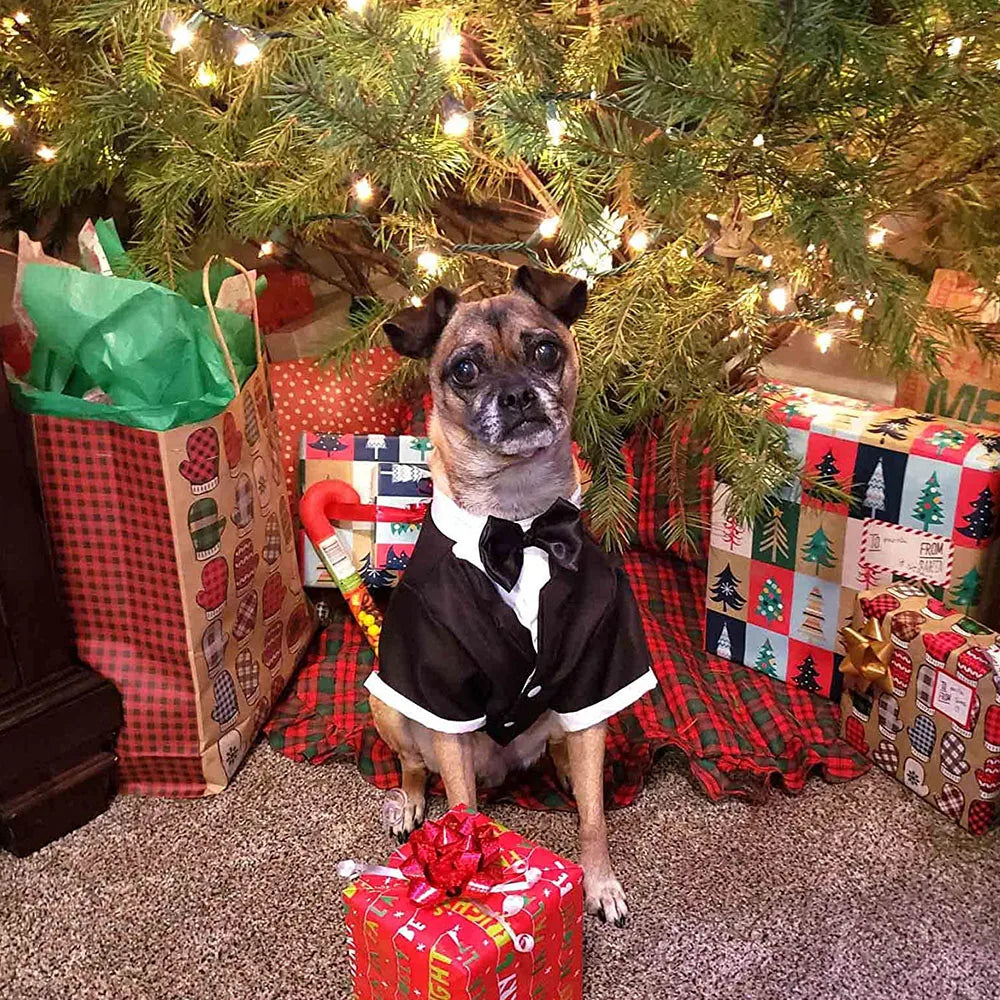 Dog in a tuxedo sitting under a Christmas tree with presents