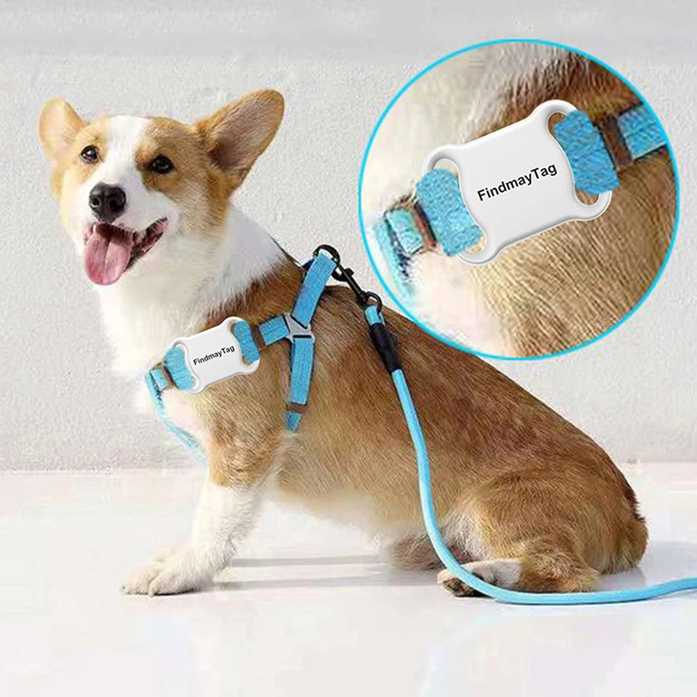 Dog wearing a blue harness with a 'Findmay Tag' on a light gray background