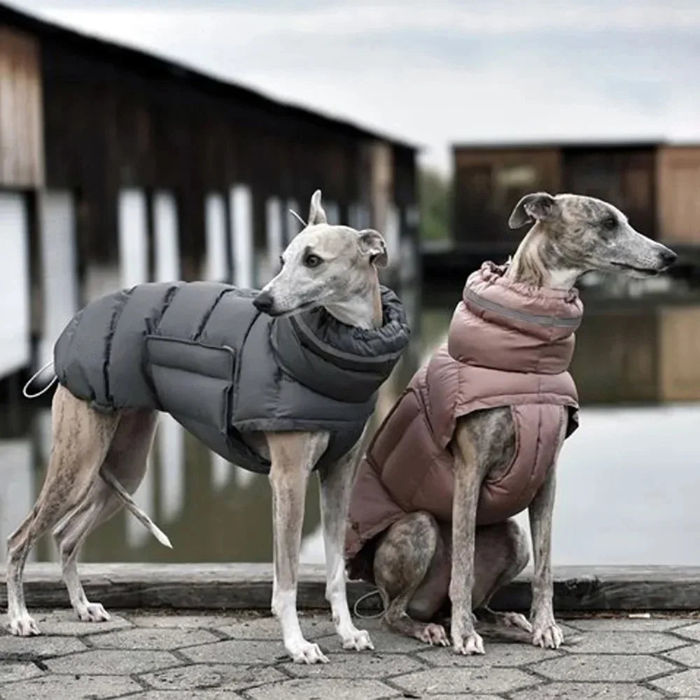 Two dogs wearing puffer jackets standing on a paved surface.