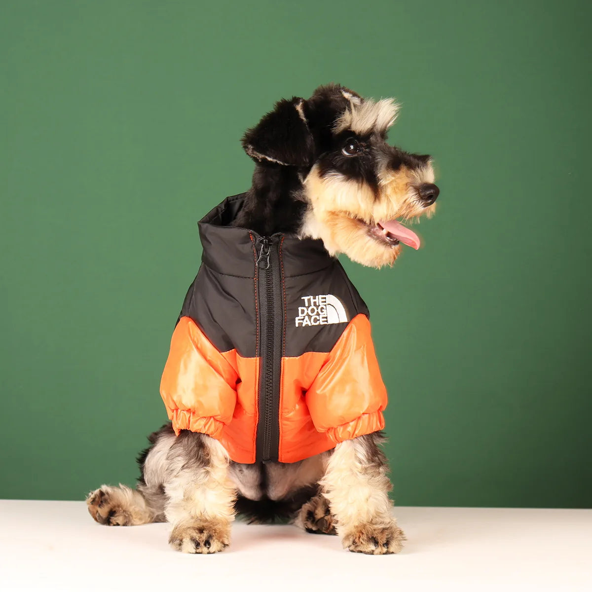 Small dog wearing a stylish and functional winter outfit.