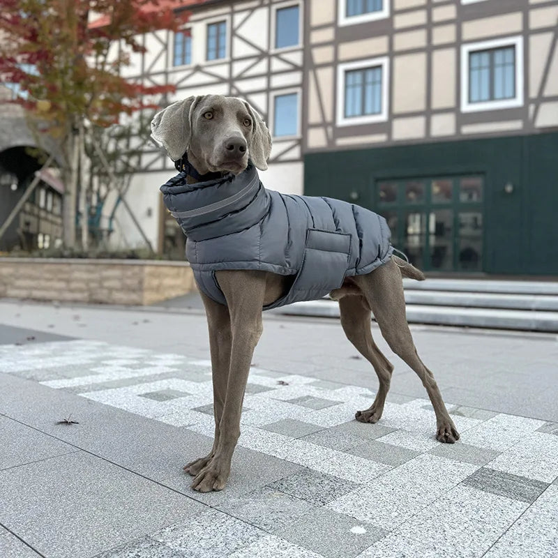 Dog wearing a gray puffer coat standing on a tiled pavement with a building in the background.