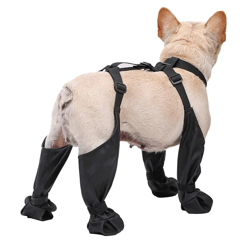 Dog wearing black leg wraps on a white background