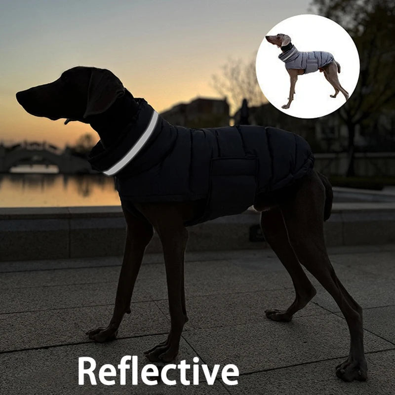 Dog wearing a reflective jacket with a sunset background