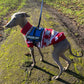 Chic and warm dog apparel for cold weather walks.
