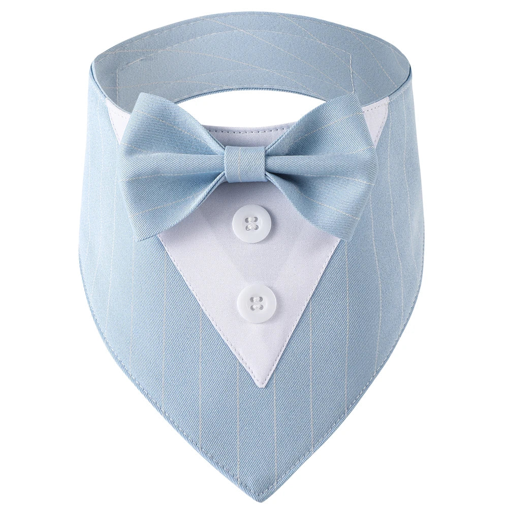 Light blue dog collar with bow tie and white shirt on a white background