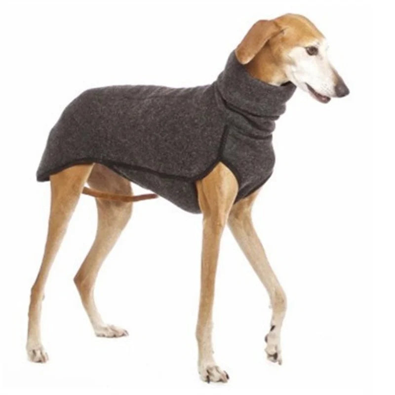 Great Dane in a solid-pattern jumper sweater for cold weather.