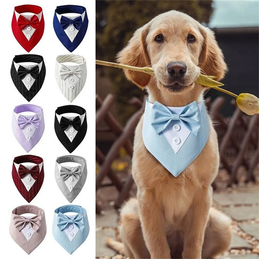 Dog wearing a light blue bow tie with a selection of other bow ties on the side.
