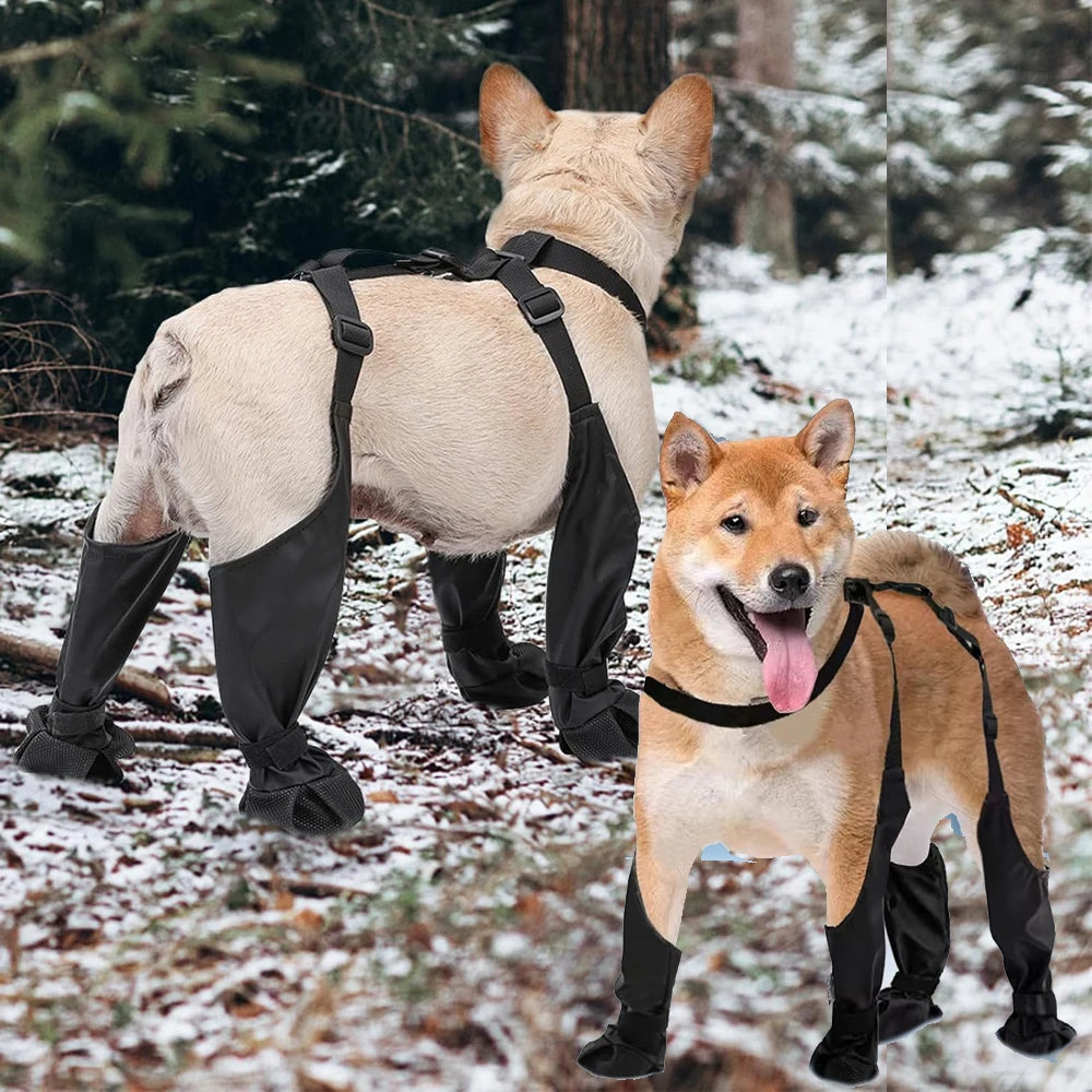 Two dogs wearing black leg wraps in a snowy forest setting