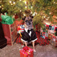 Dog in a tuxedo sitting under a Christmas tree with presents