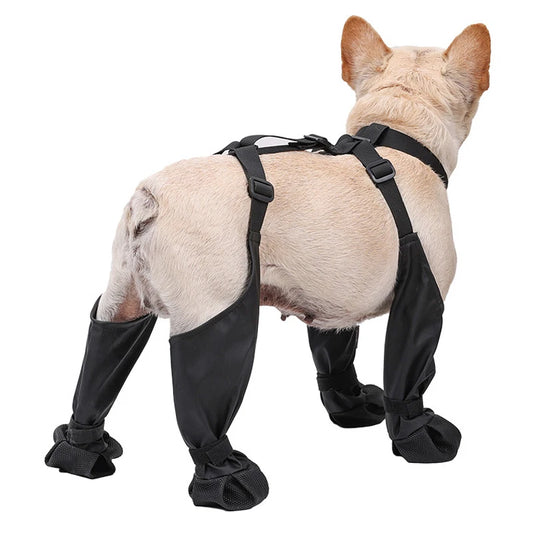 Dog wearing black leg wraps on a white background