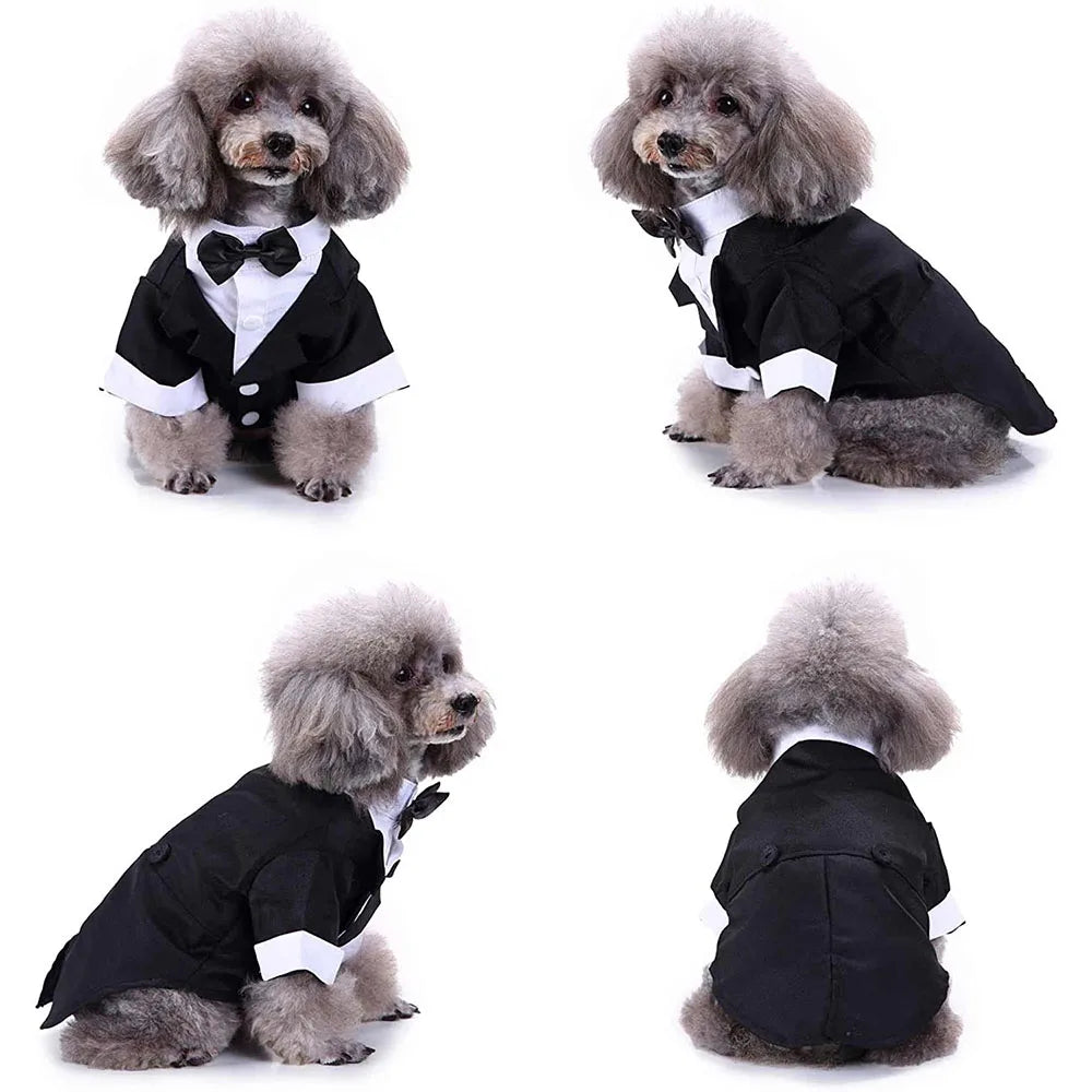 Dog wearing a black tuxedo with a bow tie on a white background