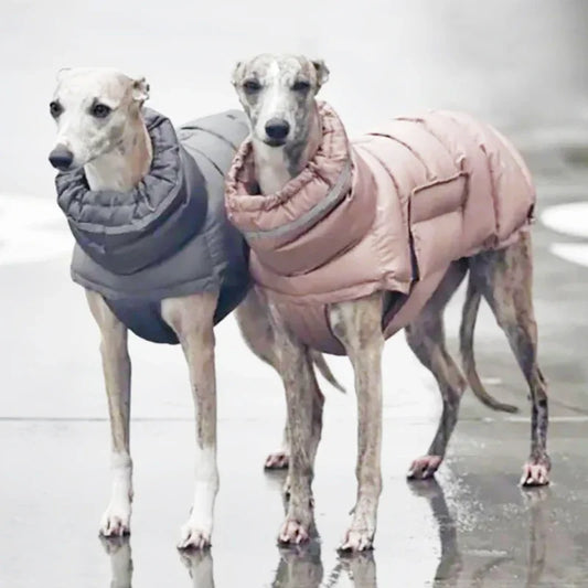 Two dogs wearing winter coats standing on a reflective surface.