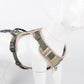 Dog wearing a reflective adjustable harness during an evening walk.