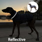 Dog wearing a reflective jacket with a sunset background