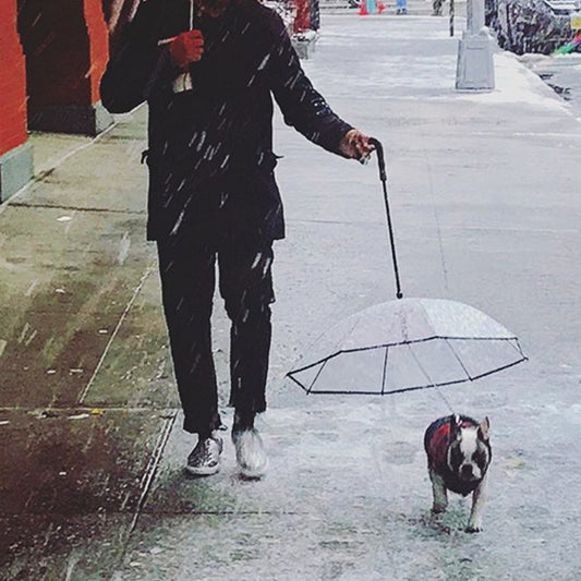 Transparent Pet Umbrella - Waggley Tails